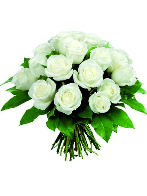 18 roselline bianche