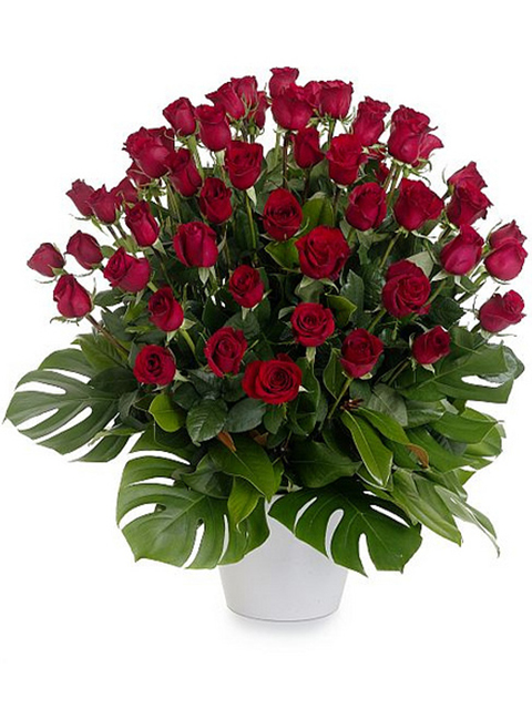 50 rose rosse medium