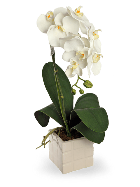 Orchidea Phalenopsis bianca