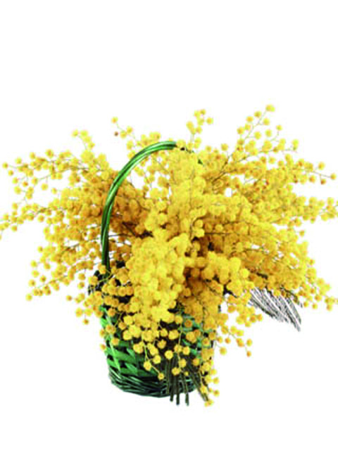 Cesto di mimosa