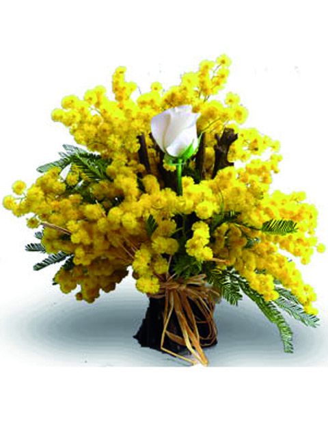 Mimosa con una rosa bianca