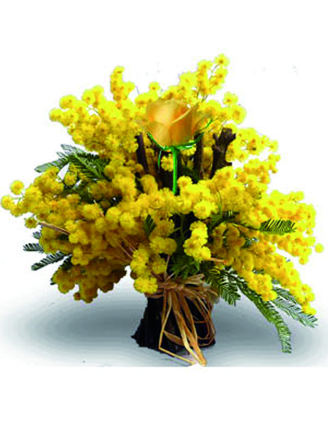 Mimosa con una rosa gialla