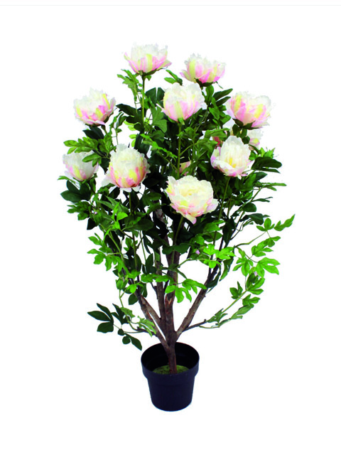 Pianta di Peonia chiara