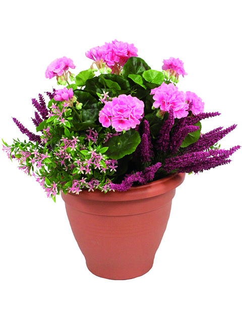 Pianta di geranio rosa
