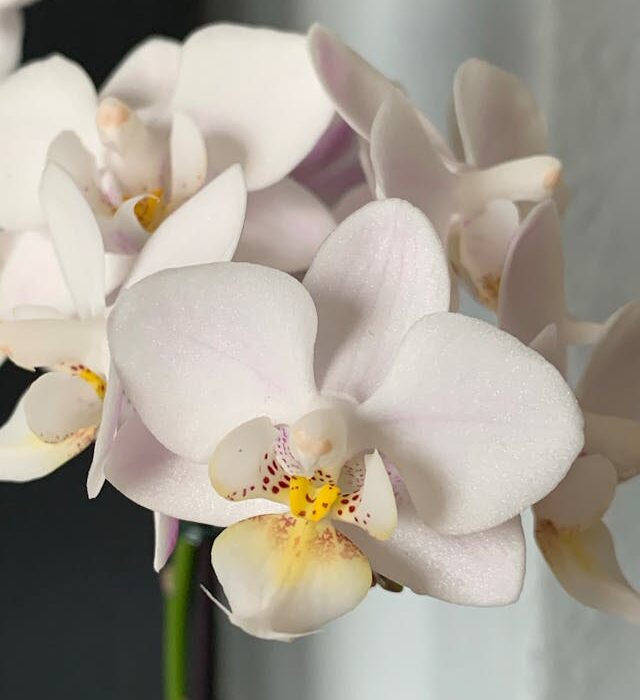 quali fiori scegliere in autunno