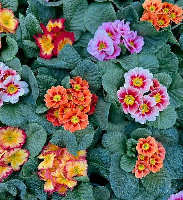 fiori per balconi nei mesi invernali