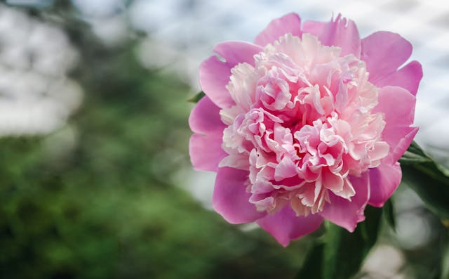 bouquet di fiori per ogni stile