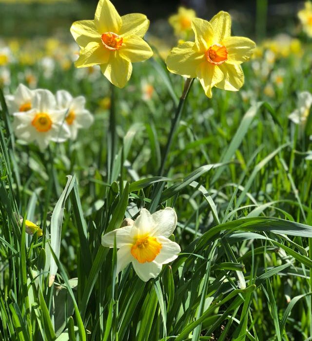 fiori di aprile