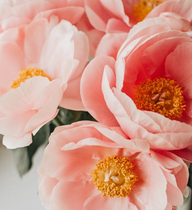 i fiori ideali per corteggiare una donna