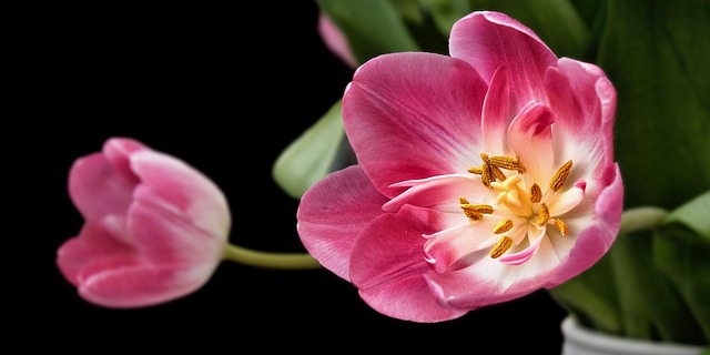 come far durare i fiori recisi