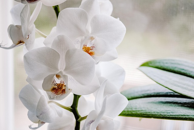 fiori simbolo della festa della mamma