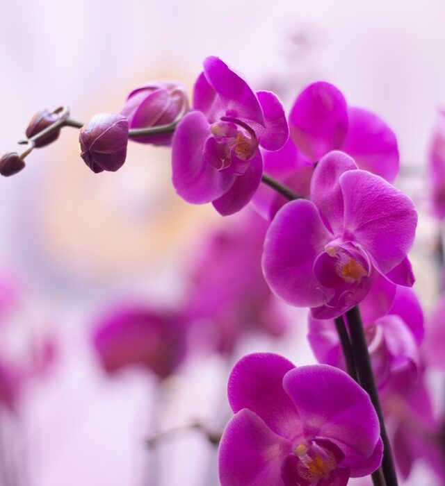 quali sono i fiori più amati